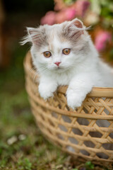 kleine Katze sitz im Sommer in einem Korb im Garten, Kitten mit rosa Blüten