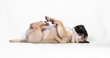 Funny pug puppy of beige color lies on his back on a white background - obrazy, fototapety, plakaty