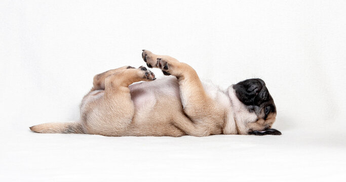 Funny pug puppy of beige color lies on his back on a white background