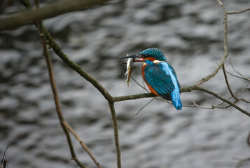 Eisvogel mit Fisch im schnabel
