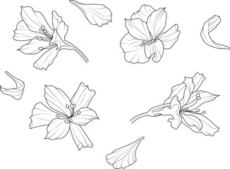 Orchids and petals vector line drawing