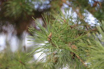 Pine branch. Green pine needles. Close-up. Selective focus. Copy space