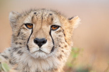 Naklejka na ściany i meble Portrait of a cheetah in South Africa