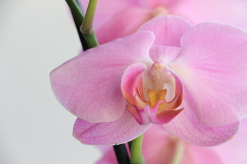 Fototapeta na wymiar Purple orchid flower closeup. Light background. Background. Selective focus. Layer. Copy space