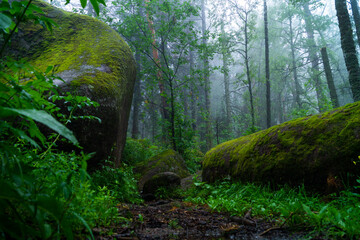 Path between boulders covered with moss in the forest. The picture was taken in the Krasnoyarsk Pillars National Reserve. City of Krasnoyarsk, Russia