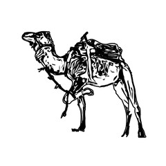 Black and white sketch of a camel with transparent background
