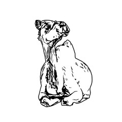 Black and white sketch of a camel with transparent background