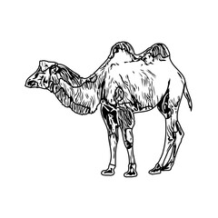 Black and white sketch of a camel with transparent background