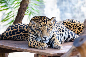 Couple of jaguars sleeping and relaxing in the shade
