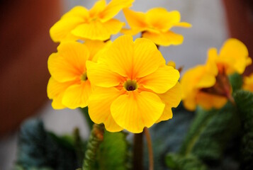 Clos up of yellow flowers of a Primula cultivar