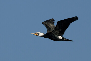Kormoran (Phalacrocorax carbo)