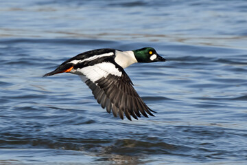 Schellente (Bucephala clangula)