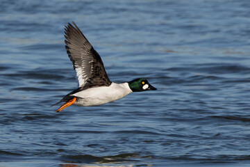 Schellente (Bucephala clangula)