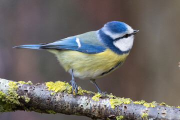 Blaumeise (Cyanistes caeruleu)