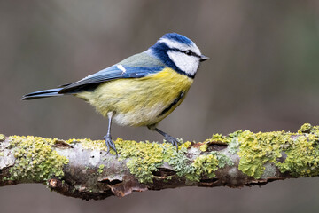 Obraz premium Blaumeise&nbsp;(Cyanistes caeruleu)