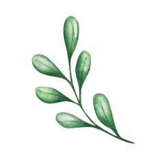Obraz premium Watercolor illustration. Hand painted branch with round green leaves in the form of drops. Spring, summer, autumn nature. Foliage and flora element. Isolated clip art for patterns, prints