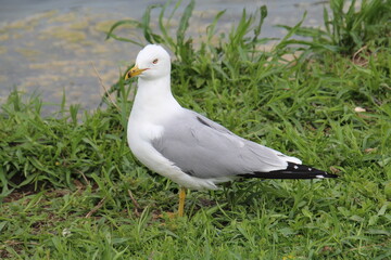 seagull on the grass, William Hawrelak Park, Edmonton, Alberta
