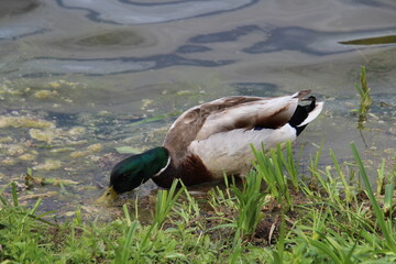 duck in the lake, William Hawrelak Park, Edmonton, Alberta