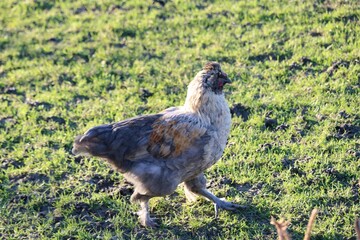 Poule grise et marron