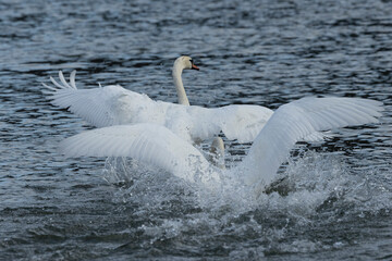 Höckerschwan (Cygnus olor)