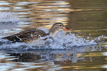 Stockente (Anas platyrhynchos)