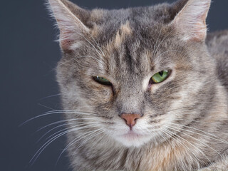 portrait of a cat on a gray background