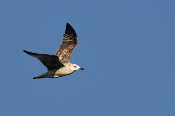 Silbermöwe (Larus argentatus) 