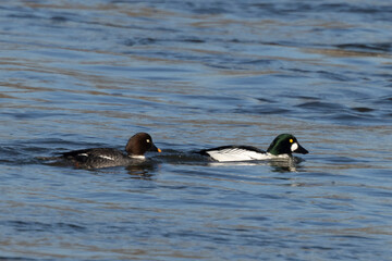 Schellente (Bucephala clangula)