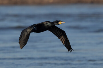 Kormoran (Phalacrocorax carbo)