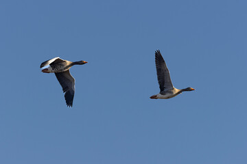 Graugans (Anser anser)