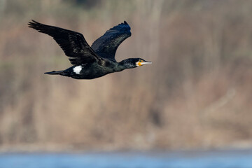 Kormoran (Phalacrocorax carbo)