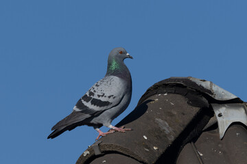 Stadttaube oder Straßentaube (Columba livia)