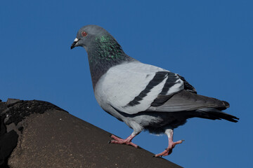 Stadttaube oder Straßentaube (Columba livia)