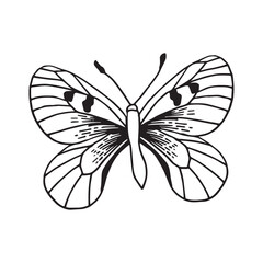 Black and white butterfly doodle. Insect isolated on white background. Vector