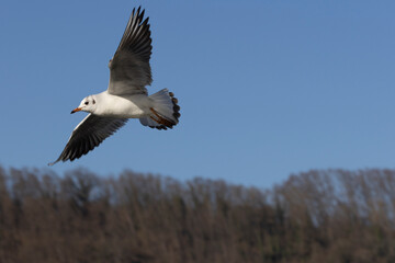 Silbermöwe (Larus argentatus) 