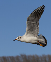 Silbermöwe (Larus argentatus) 