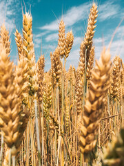 Wheat field © Alexandra