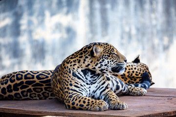 Couple of jaguars sleeping and relaxing in the shade