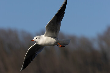Silbermöwe (Larus argentatus) 