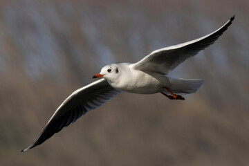Silbermöwe (Larus argentatus) 