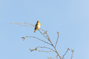 Goldfinch bird 