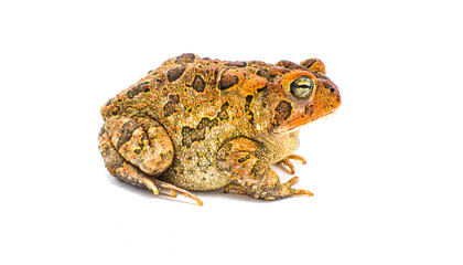 toad isolated on white background.  Southern toad - Anaxyrus terrestris - side profile view