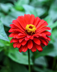 Obraz premium Close up photo of red gerbera in garden.