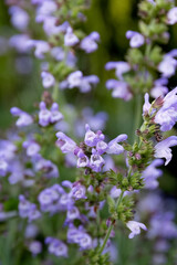 Obraz premium Salvia officinalis purple evergreen medical plant for herbal tea.