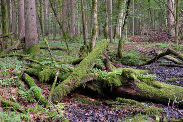 Morning in deciduous forest