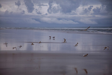 Birds on the beach