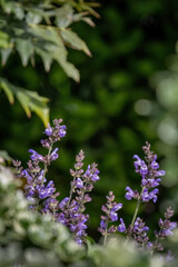 Obraz premium Salvia officinalis purple evergreen medical plant for herbal tea.