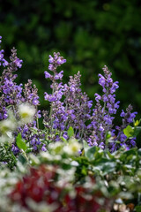 Salvia officinalis purple evergreen medical plant for herbal tea.