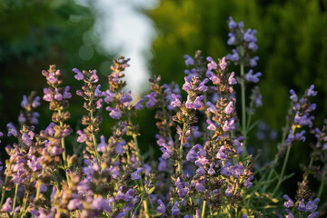 Salvia officinalis purple evergreen medical plant for herbal tea.