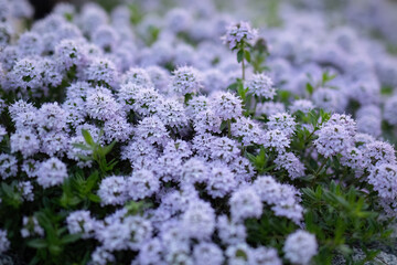 Obraz premium Winter Savory or Satureja Montana lilac flower in the garden design.